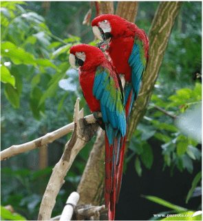 Red-and-green macaw Redandgreen Macaw World Parrot Trust