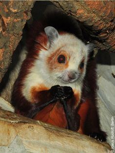 Red and white giant flying squirrel httpssmediacacheak0pinimgcom236x63d89d