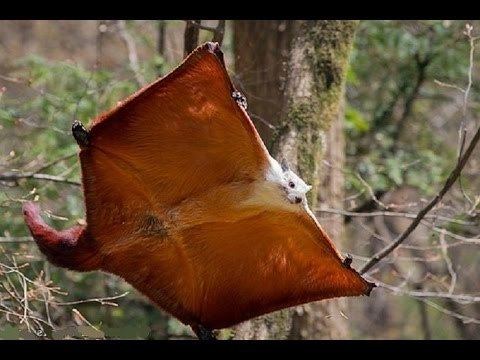 Red and white giant flying squirrel Red and white giant flying squirrel Petaurista alborufus YouTube