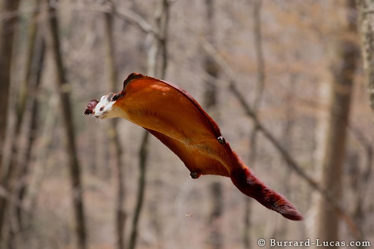Red and white giant flying squirrel A few interesting facts about flying squirrels MNN Mother Nature