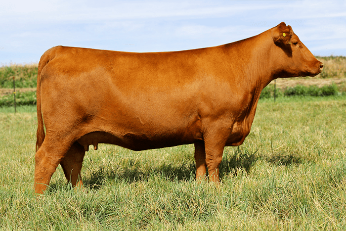 Red Angus Solution Genetics RED ANGUS