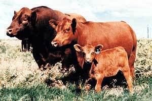 Red Angus wwwansiokstateedubreedscattleredangusredang