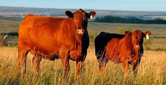 Red Angus Red Angus Bovine Embryo Transplants Donor Care and International