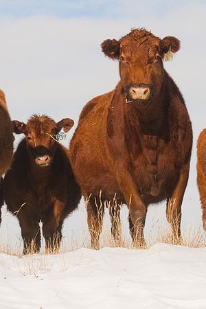 Red Angus Red Angus Wikipedia