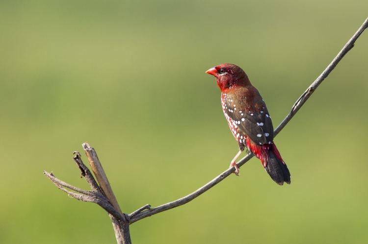 Red avadavat Red Avadavat Nagpur Birds