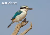 Red-backed kingfisher Redbacked kingfisher videos photos and facts Todiramphus