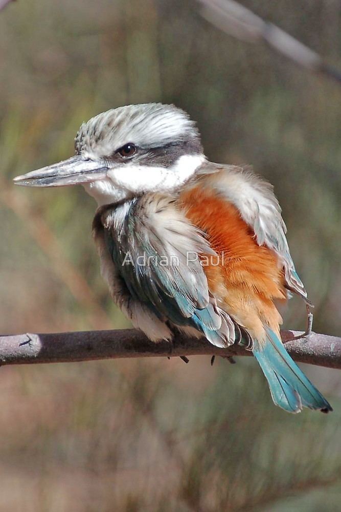 Red-backed kingfisher Red Backed Kingfisher Alice Springs NTquot by Adrian Paul Redbubble