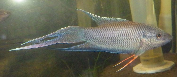 Red-backed paradise fish httpsuploadwikimediaorgwikipediacommonsff