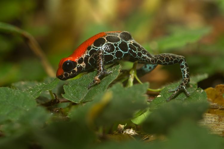 Red-backed poison frog Redbacked poison frog Wikipedia