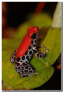 Red-backed poison frog Redbacked poison frog CreationWiki the encyclopedia of creation