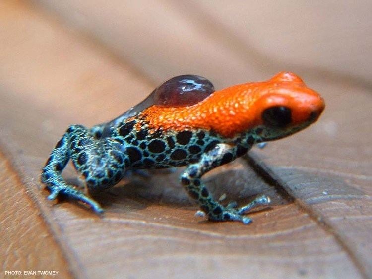 Red-backed poison frog httpsi1wpcomwwwdendrobatesorgwpcontentu