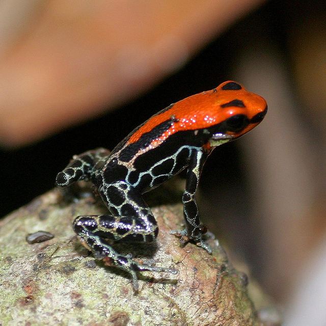 Red-backed poison frog 1000 images about Ranitomeya reticulata Redbacked Poison Frog on