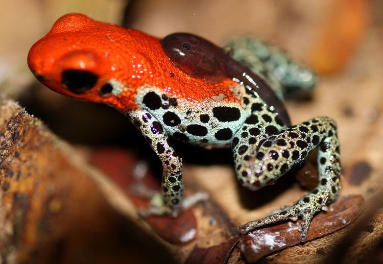 Red-backed poison frog Ranitomeya reticulata Redbacked poison dart frog with a Flickr