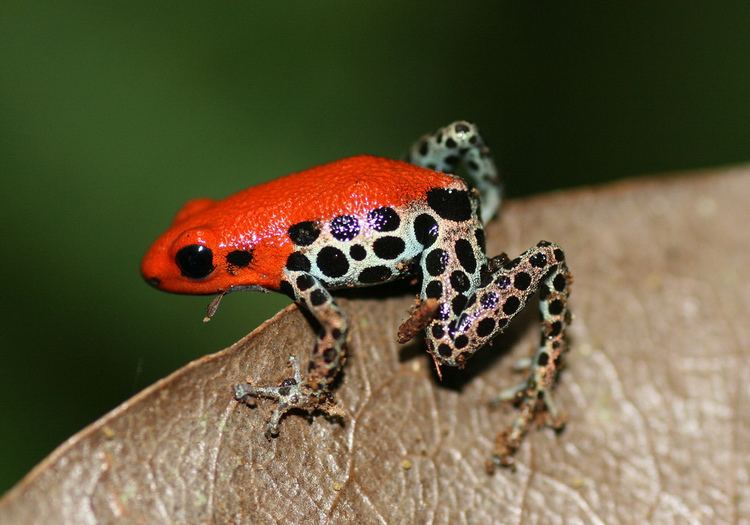 Red-backed poison frog Ranitomeya reticulata Redbacked poison dart frog Flickr