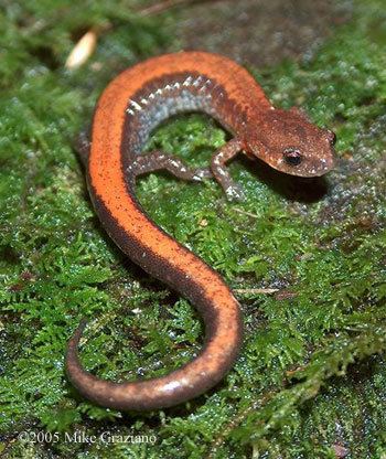 Red-backed salamander wwwcaudataorgccimagesspeciesPlethodonPserr