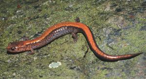 Red-backed salamander DNR Redbacked Salamander Plethodon cinereus
