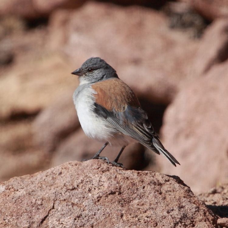 Red-backed sierra finch httpsuploadwikimediaorgwikipediacommonsee