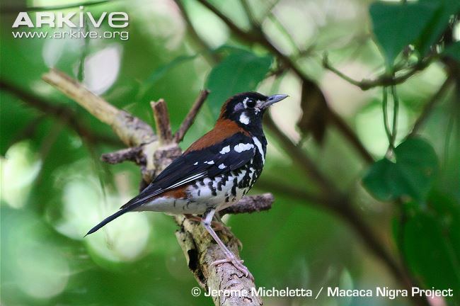 Red-backed thrush Redbacked thrush videos photos and facts Zoothera erythronota