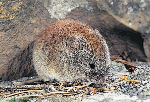 Red-backed vole Redbacked voles are common in the county WTIP North Shore