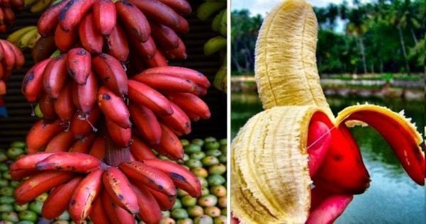 Red banana Amazing Health Benefits Of Red BananaHere39s Why You Should Eat This