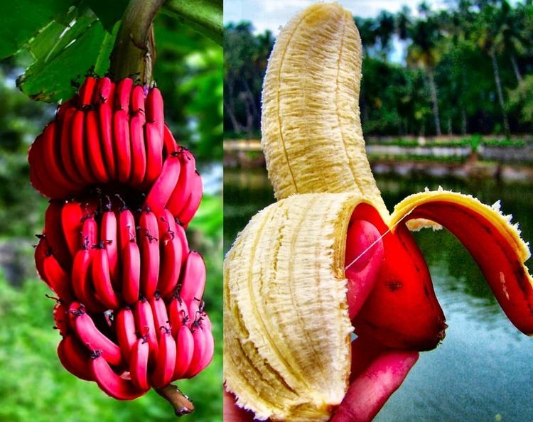 Red banana 15 Amazing Health Benefits Of Red Banana HealthyHouseIdeascom