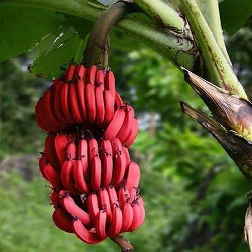 Red banana Red Banana Fresh Dried amp Preserved Fruits Pannai Sivam Fruits in