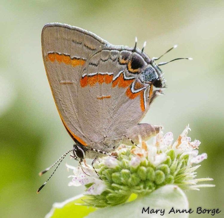 Red-banded hairstreak Redbanded Hairstreaks Need Sumacs and Leaf Mulch The Natural Web