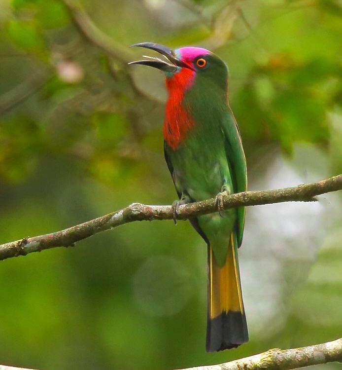Red-bearded bee-eater RedBearded BeeEater Widescreen HD Wallpapers