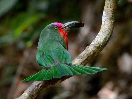 Red-bearded bee-eater The Redbearded Beeeaters BorneoPost Online Borneo Malaysia