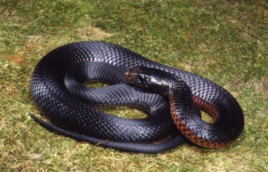 Red-bellied black snake Redbellied Black Snake Australian Museum