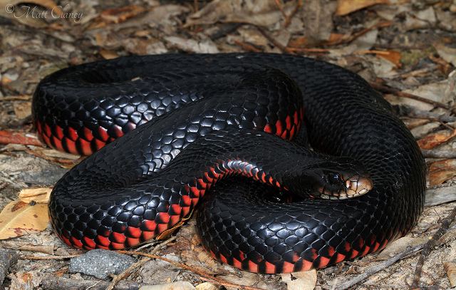 Red-bellied black snake RedBellied Black Snake Facts and Pictures Reptile Fact