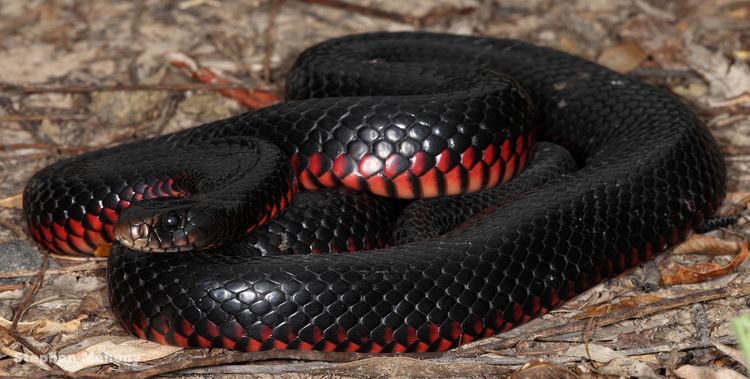 Red-bellied black snake RedBellied Black Snake ferrebeekeeper