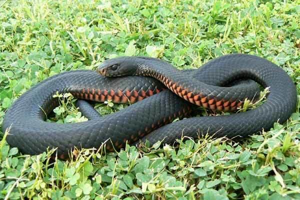 Red-bellied black snake Redbellied Black Snake