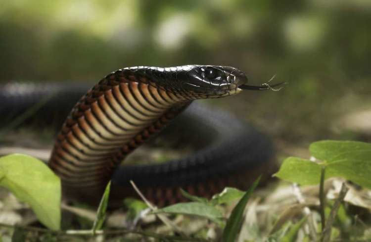 Red-bellied black snake Red Bellied Black Snake Habitat Diet amp Reproduction