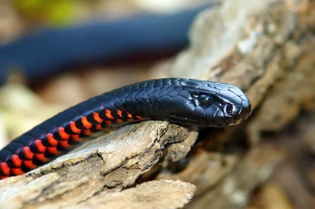Red-bellied black snake wwwaustraliananimallearningzonecomwpcontentup