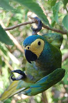 Red-bellied macaw httpsuploadwikimediaorgwikipediacommonsthu