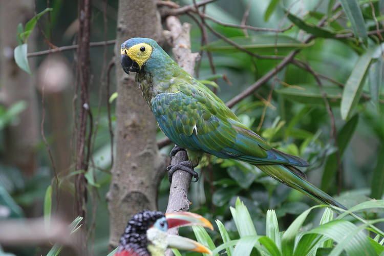 Red-bellied macaw Redbellied Macaw ZooChat