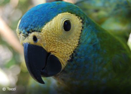 Red-bellied macaw Redbellied Macaw ParrotFeathercom