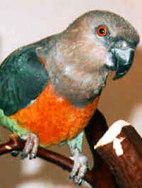 Red-bellied parrot wwwparrotandconureworldcomimagesredbellied