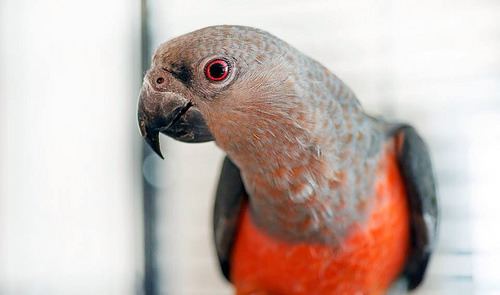 Red-bellied parrot Hi there New Red bellied owner Parrot Forum Parrot Owner39s