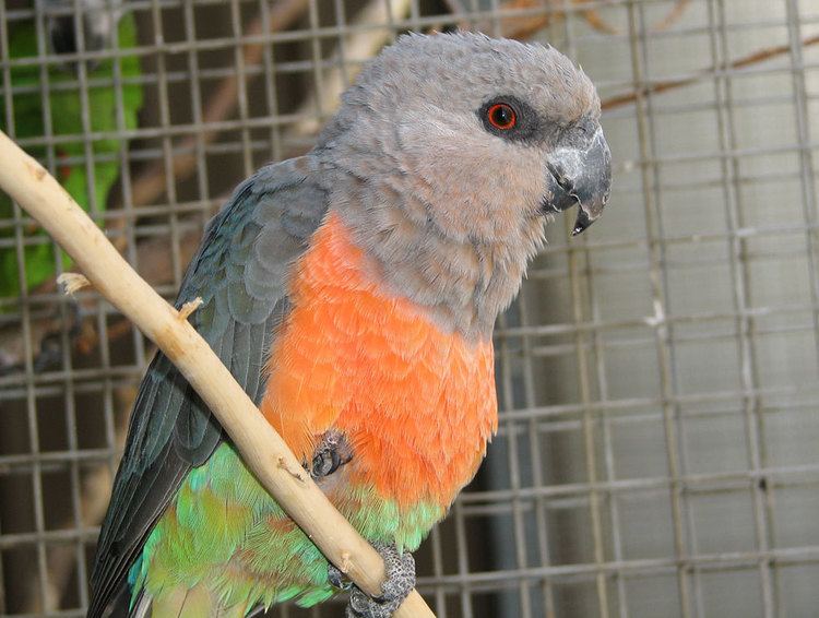 Red-bellied parrot Redbellied Parrot from Priam Parrot Breeding
