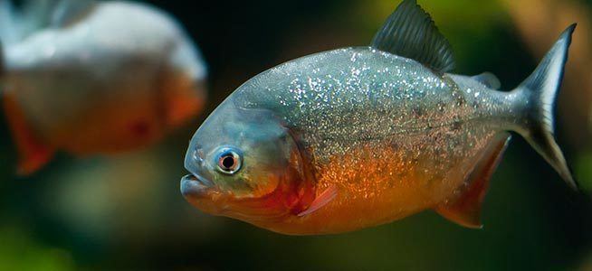 Red-bellied piranha Fish profile Red Bellied Piranha