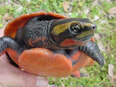 Red-bellied short-necked turtle Redbellied Shortnecked Turtle Emydura subglobosa Turtles