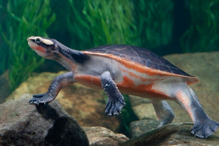 Red-bellied short-necked turtle Red Bellied ShortNecked Turtle Emydura subglobosa Turtles