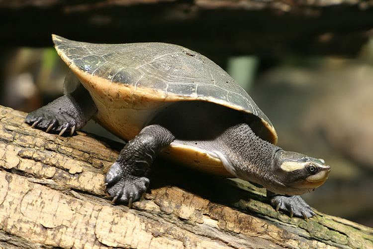 Red-bellied short-necked turtle Redbellied shortnecked turtle Wikipedia