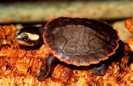 Red-bellied short-necked turtle animaldiversityorgcollectionscontributorsjames
