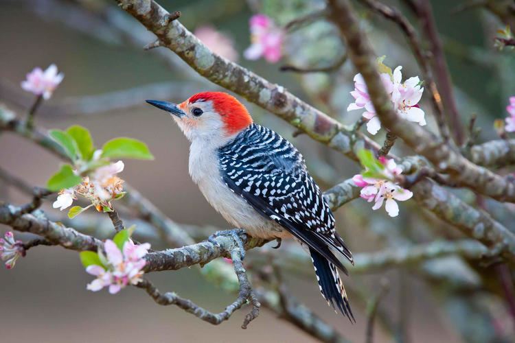 Red-bellied woodpecker Redbellied Woodpecker Audubon Field Guide