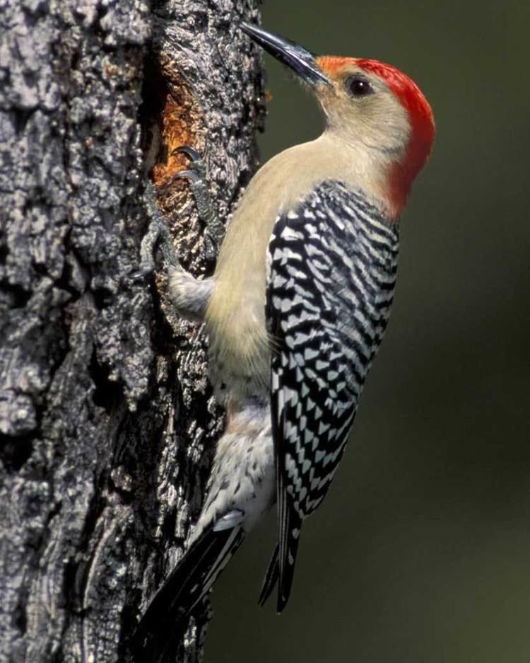Red-bellied woodpecker Redbellied Woodpecker Audubon Field Guide