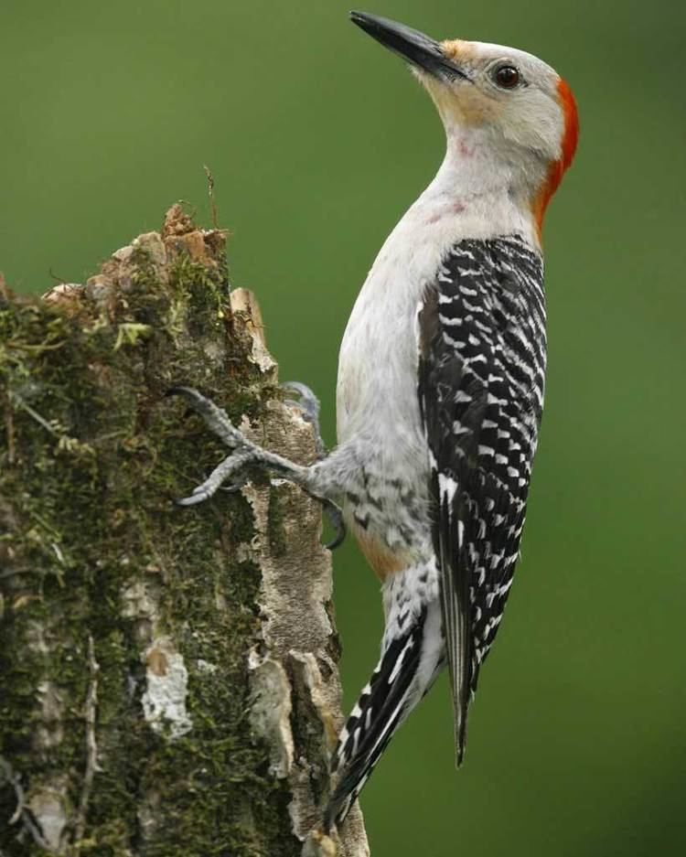 Red-bellied woodpecker d2fbmjy3x0sduacloudfrontnetsitesdefaultfiles