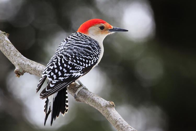 Red-bellied woodpecker RedBellied Woodpecker ThingLink